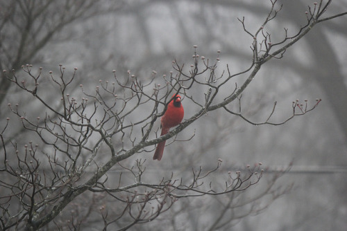 #fog #forest #angrybirds by irowka on Flickr.