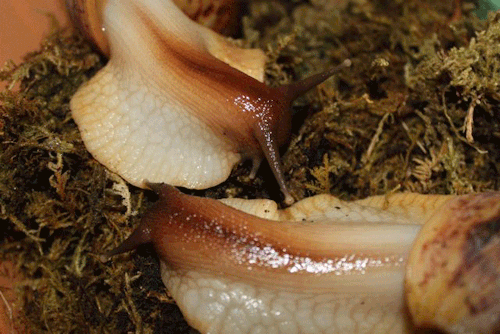 slimycreatures: the snails