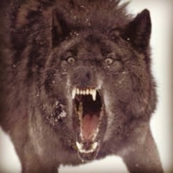 Hi. #wolfwednesday #wolf #alpha #snarl #awhoo