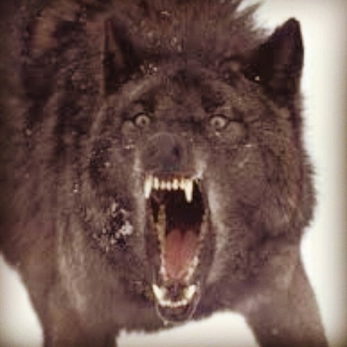 Hi. #wolfwednesday #wolf #alpha #snarl #awhoo #wolfknives