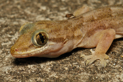 Common House Gecko (Hemidactylus frenatus, Gekkonidae)  The Common House Gecko is a native of southe