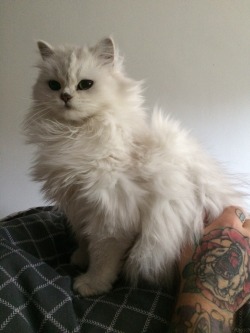 animalsdancing:  Puff ball