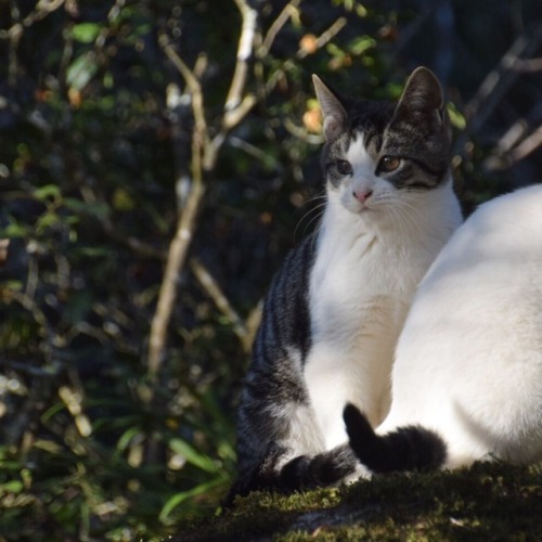 #ねこ #猫 #子猫 #成田山公園 #成田 #千葉 #cat #narita #chiba #japan #20171112 #nikond5300 #猫好き #写真を撮るのが好きな人と繋がりたい #