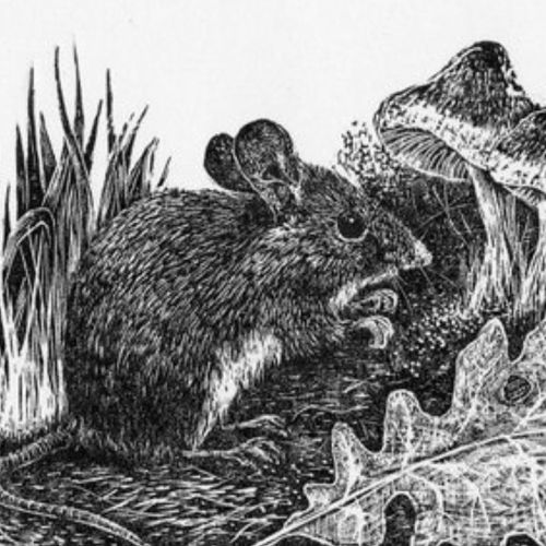 Wood mouse: wood engraving #woodmouse #wood-engraving #wildlifeart https://www.instagram.com/p/CHkPx