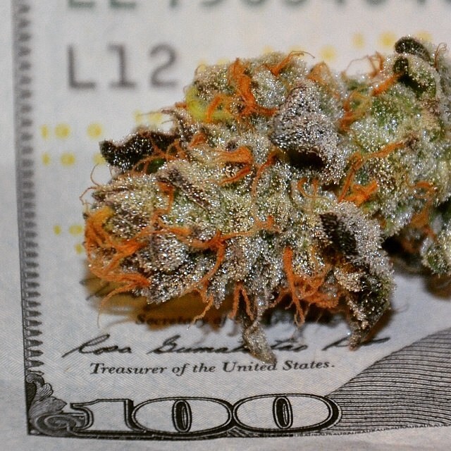 weedporndaily:  @speedweed_
