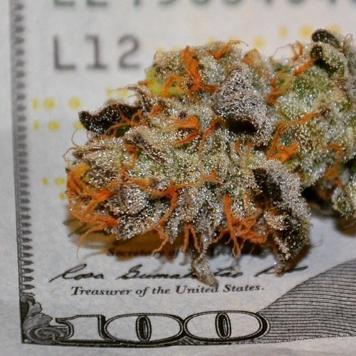 weedporndaily:  @speedweed_