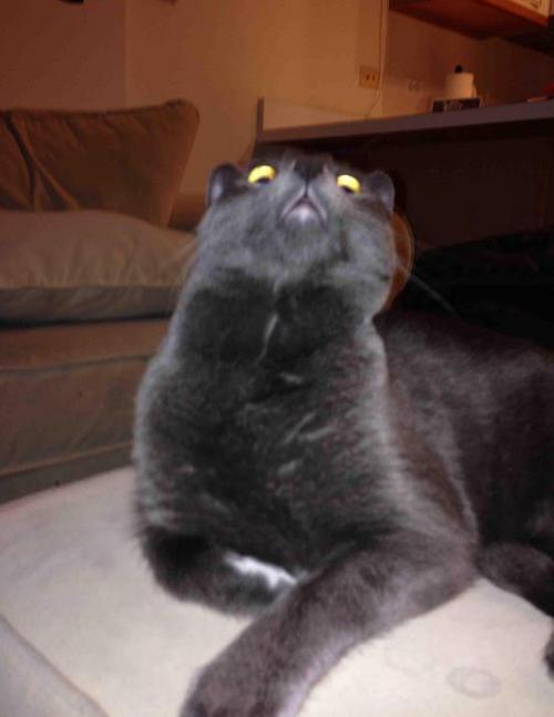 marielikestodraw: pleatedjeans: 23 Cats That Forgot How to Cat MAJESTIC CREATURES