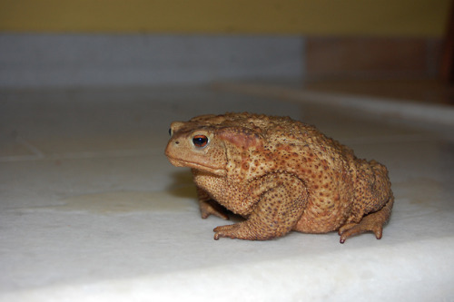 toadschooled: A lovely common toad [Bufo bufo spinosus] emerges from a flower pot in Arilas, western