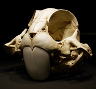 sixpenceee:  Korean artist Hyungkoo Lee imagines what may lie beneath the skins of
