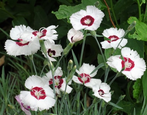 I adore Dianthus. I grew this variety from seed and wanted it specifically because of its wonderful 