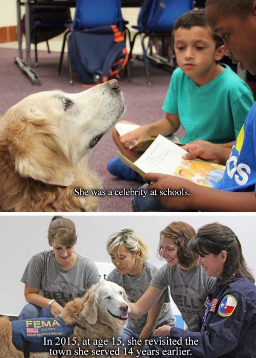 hawkeyedflame:  fuckyeah-nerdery:  thefiveandahalfminutehallway:  ronpaulproblems:  I’m not crying you’re crying   Always remember the 9/11 Search and Rescue dogs.  So many of them became depressed and distraught because they were trained to find