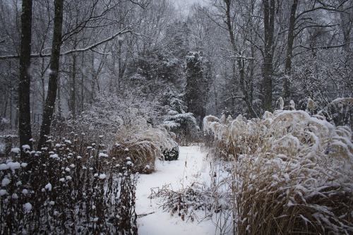 Woodland Meadow Garden    -   January 2015 A surprise winter storm works it