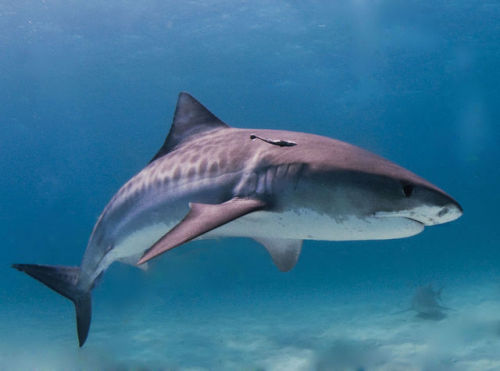 typhlonectes: Tiger Shark (Galeocerdo cuvier), Bahamas photograph by Albert Kok | Wikipedia CCTh