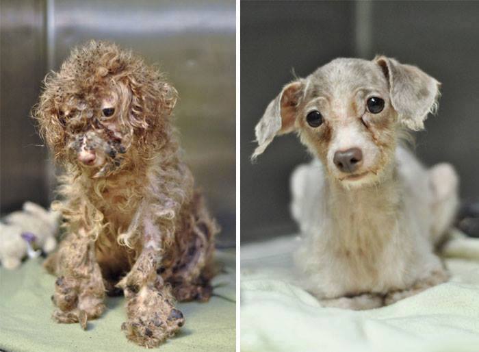 noches-frias:  radi-0-active:  bestvidsonline:  Rescued dogs - before and after!