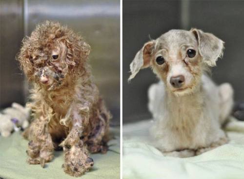 Porn  Rescued dogs - before and after! These people photos