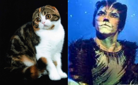 Jelicle Cats As Real Cats! The Toms
