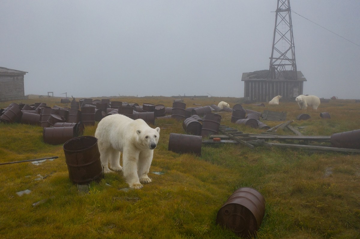 rizsilemming:escapekit:Polar bear Station Russian-based wildlife photographer Dmitry