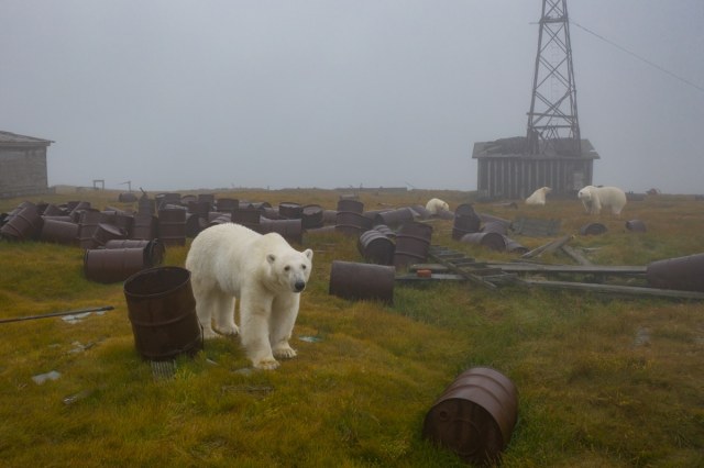 rizsilemming:escapekit:Polar bear Station Russian-based wildlife photographer Dmitry Kokh ventured to an abandoned meteorological station on Kolyuchin Island, where polar bears have taken over the station. @medvusz @pictures-of-dogs 