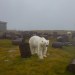 rizsilemming:escapekit:Polar bear Station Russian-based wildlife photographer Dmitry Kokh ventured to an abandoned meteorological station on Kolyuchin Island, where polar bears have taken over the station. @medvusz @pictures-of-dogs 