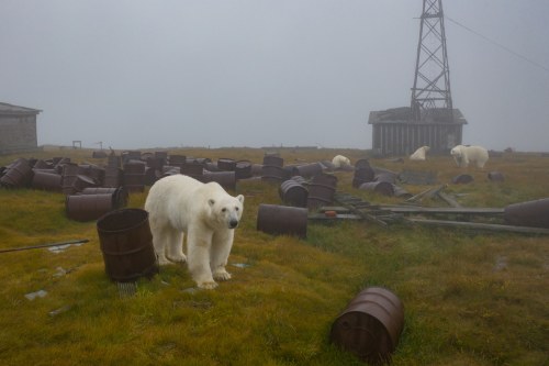 Polar bears take over abandoned weather station !Scientists left a Russian weather station in the Ar