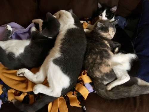 spaghetti-tails-inc:A pile