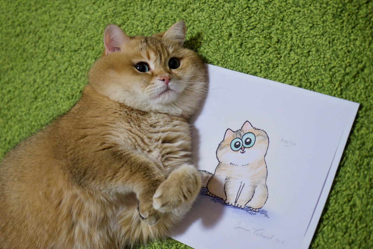 simon's cat in real life