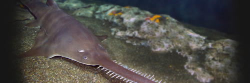 The largetooth sawfish is not only is number 1 on the EDGE Shark list, but also has the highest-rank