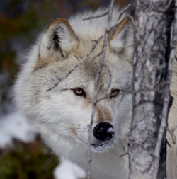 wolfsheart-blog:  A Timber Wolf-by James Smith