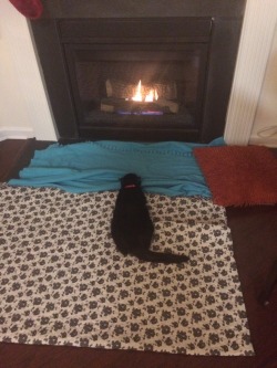 cute-overload:  Glued to the firehttp://cute-overload.tumblr.com