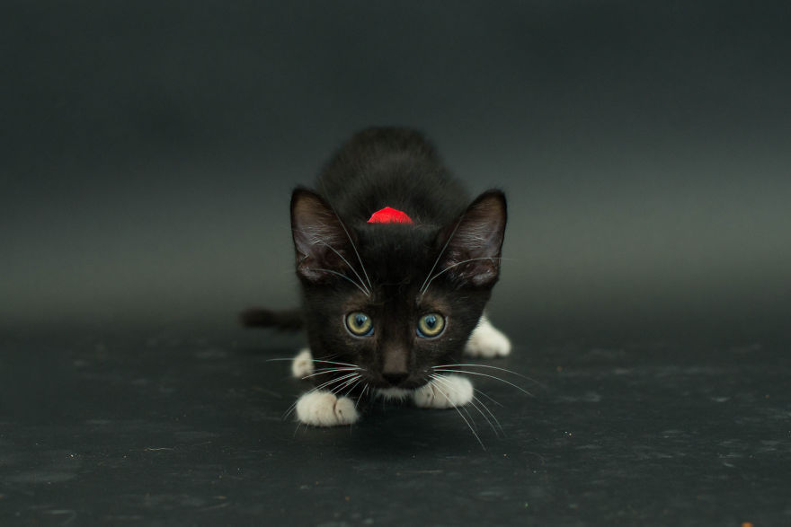 ghostcat3000:  boredpanda:    I Photograph Black Shelter Cats Because They’re The