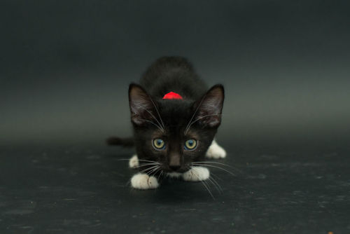 ghostcat3000: boredpanda: I Photograph Black Shelter Cats Because They’re The Last To Get A