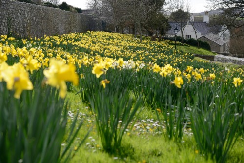 MARCH 01, 2015Happy St David&rsquo;s Day !!! Dydd Gŵyl Dewi Hapus !!!St David&rsquo;s Day is celebra