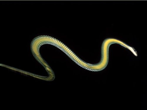sixpenceee:  Chrysopelea (Flying Snake)Flying snakes flatten their bodies into a concave C shape to trap air as  they fall. By undulating back and forth, they can actually make turns  in the air. They can be found in Southeast Asia and Southernmost China.