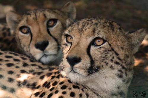 deepsoulfury: Cheetahs by Tazi