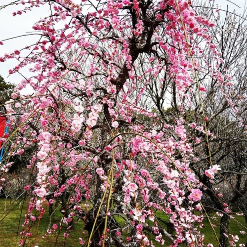 綱敷天満宮 しだれ梅 #town.chikujyo.fukuoka #plumblossom #lovejapan #japanlovers https://www.instagram.com/p/B