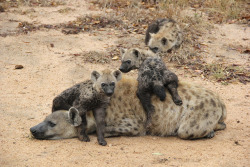 howtoskinatiger:  Hyena and her cubs by Maryaamna on Flickr.