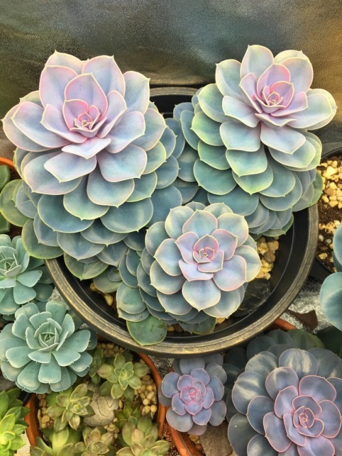 feeelingalright: These Perle Von Nürnberg were the first succulents I ever bought. I got them over 4