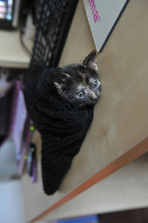 afatblackfairy:  catsbeaversandducks:  Chinese Photographer Finds An Adorable Tortie Stray She’s so tiny and cute! Via Reddit  AHHHH 