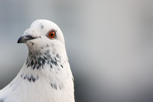 pigeonportraits:Flirt, 2015 by Mel Ede