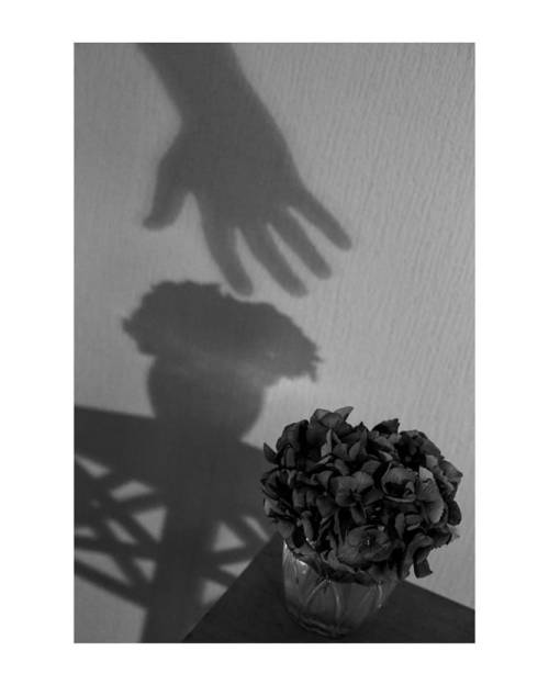 Étude d'Hortensia #normandie #flowerstagram #flowers #shadow #interiorphotography #photography #shad