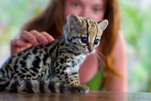 viruspojken: An ocelot kitten! The ocelot is a small feline that lives in Central America and southe