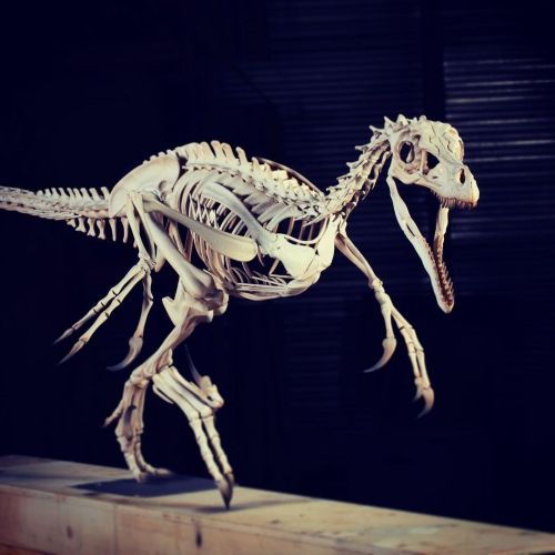 Velociraptor skeleton #velociraptor #skeletons #esquelet #isona #dinosaures #dinosaurs #skeletonmont