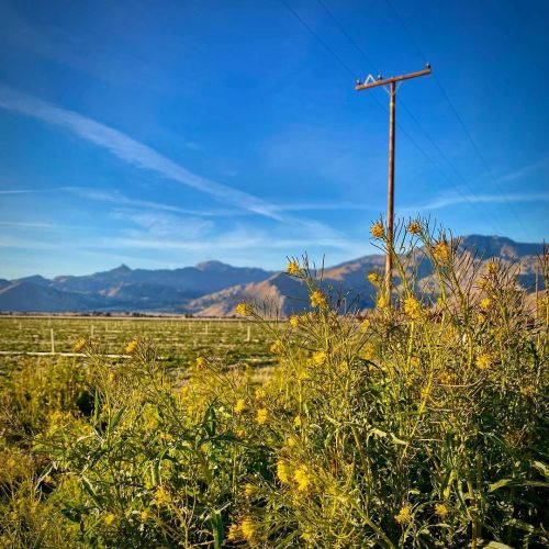 #wildflowers #ranch #5B #californiadreaming #wishiwasthere #kerncounty (at Weldon, California) https