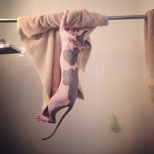 Pull ups