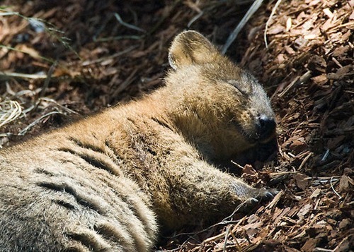 grimphantom:pizzaismylifepizzaisking:i-might-be-misha:this is the quokka its the happiest animal ever its always smilingeven when its asleepit might be one of the cutest marsupials in the worldi mean look at that faceso preciousHe’s really happy…..someone