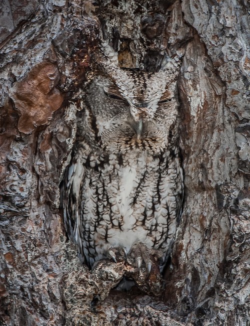 wonderous-world:  This master of disguise, or better known as an eastern screech owl, is barely visible at the entrance to a tree hole - thanks to its perfectly evolved camouflage. The owls have either rusty or dark grey intricately patterned plumage