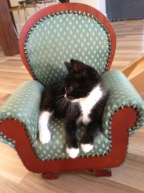 kyrianne:impala-drama:Today, I found a kitten sized chair and, luckily, I had a kitten to put in it.