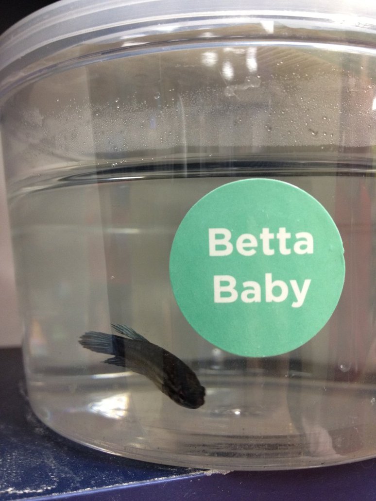 food for baby bettas fry