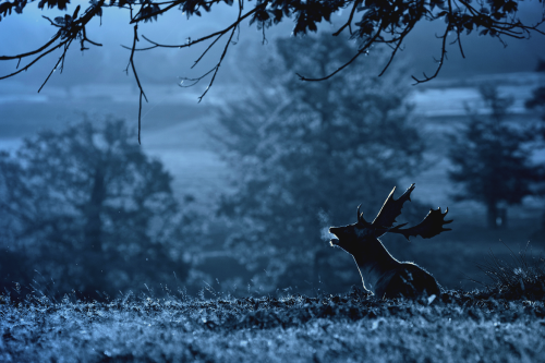 nubbsgalore:red deer stag photographed by mark bridger in richmond park 