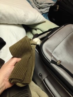 online-cats:  Here, let me pack that for